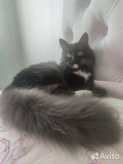 Кошки в добрые руки бесплатно