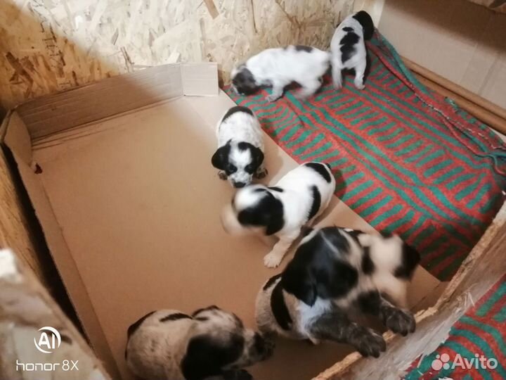 Собаки щенки