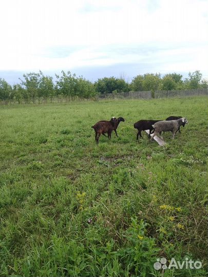 Бараны ярки