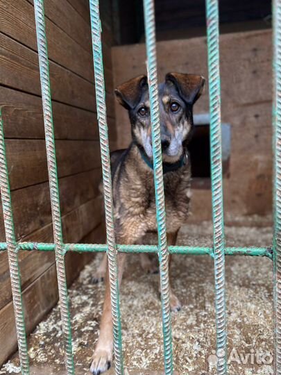 Скромная Ласковая Магда ищет дом
