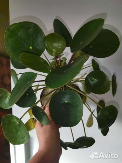 Пилея пеперомиевидная, хатиора, фикусы