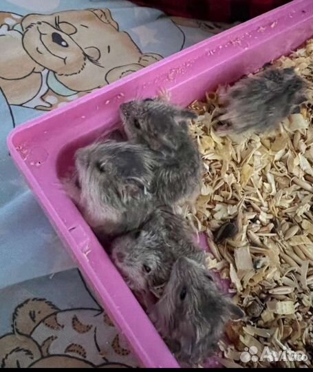 Джунгарский хомяк