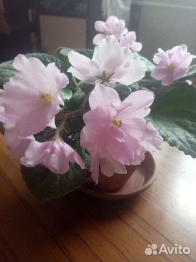 Фиалка в горшках