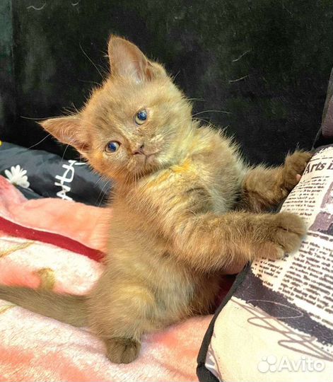 Котёнок девочка ищет хорошие ручки