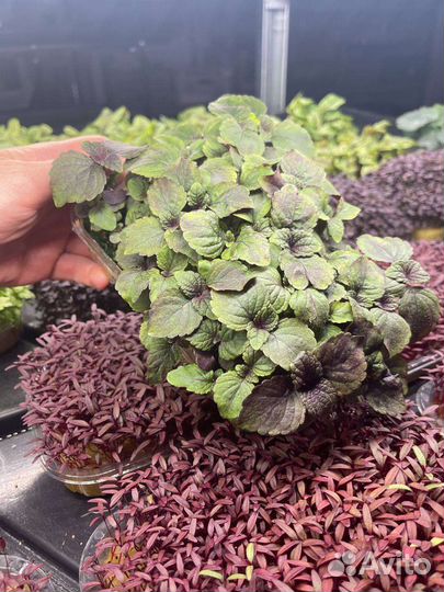 Микрозелень Перилла Bi-Color