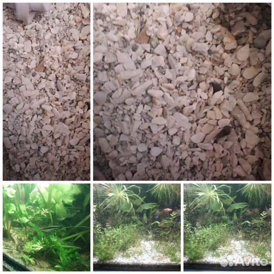 Аквариум дома