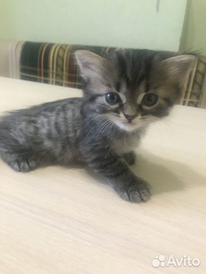 Отдам в добрые руки