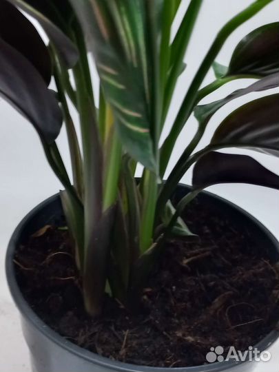 Калатея пинстрайп