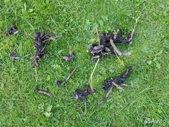 Пион нежно-розовый, корневища с почками