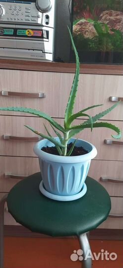 Комнатные цветы - алоэ