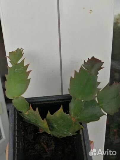 Декабрист шлюмбергера сортовой