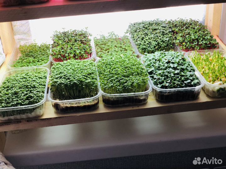 Микрозелень