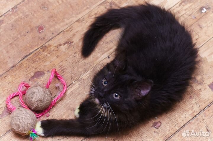 Пушистая девочка ищет дом