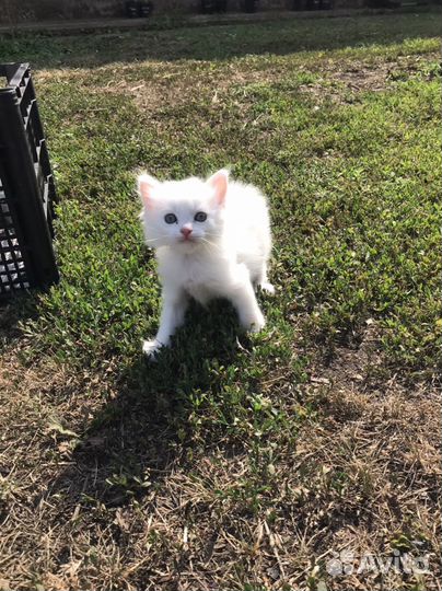 Котята белые девочки 2 мес