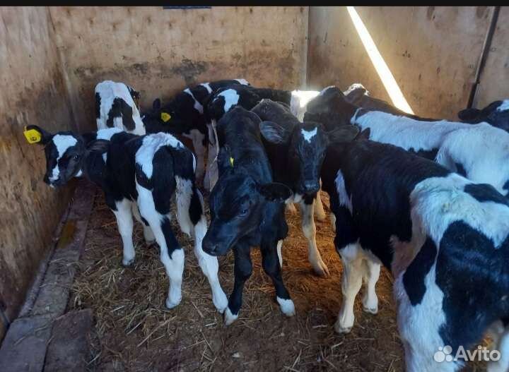 Телята бычки