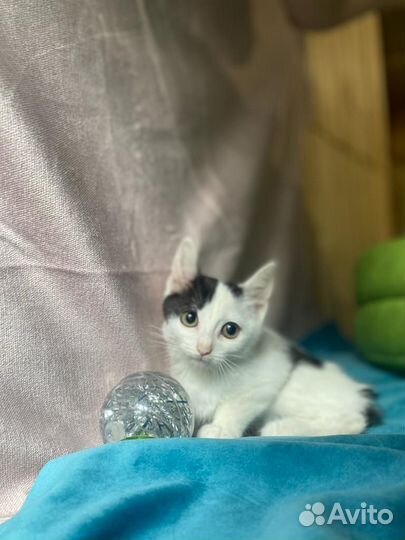 Котёнок девочка ищет дом