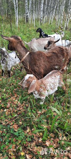 Англо нубийский козлик