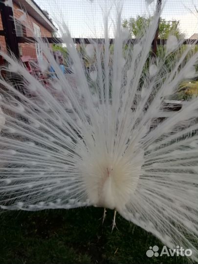 Продаю павлинов