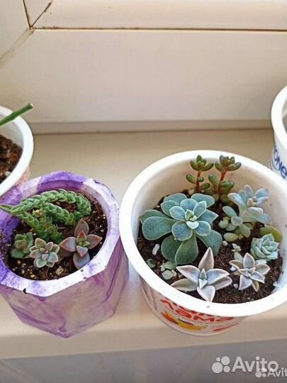 Суккуленты, Каменная роза