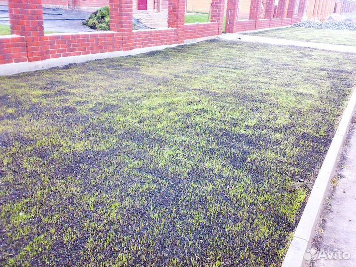 Посев травы на участке. Посевной газон