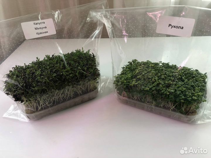 Микрозелень, пищевые цветы