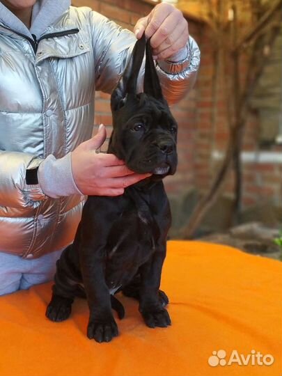 Щенки кане Корсо