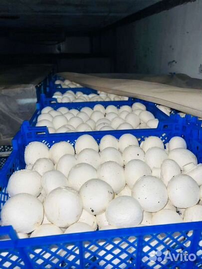 Грибы Шампинионы, грибы вешанки