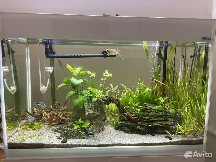 Аквариум Aquael glossy 80