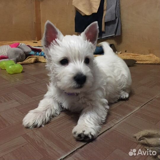 Щенок вестик