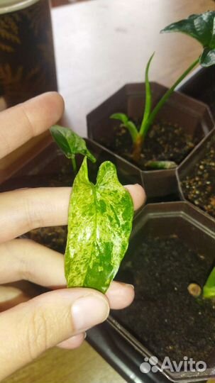 Сингониум моттлед