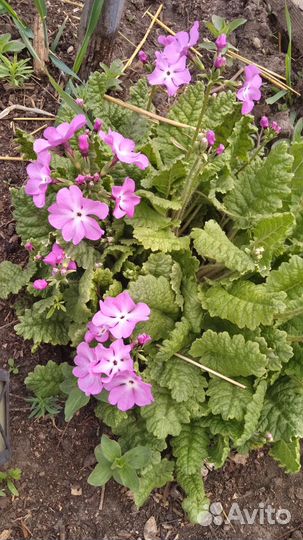 Растения для сада, цветы