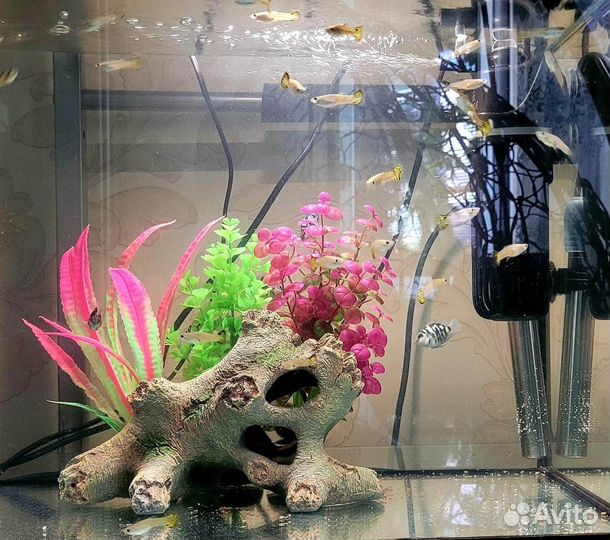 Аквариумные рыбки