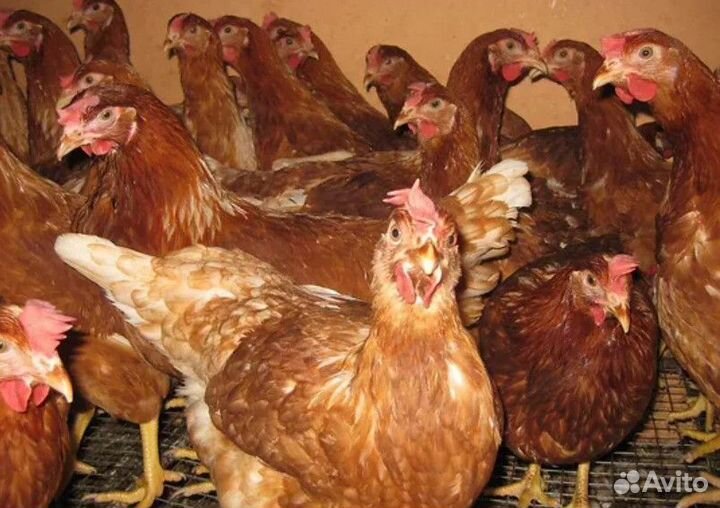 Куры несушки молодки