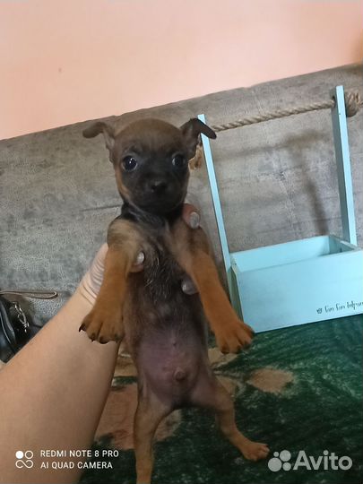 Мини той-терьер