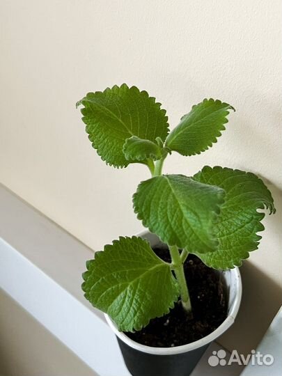 Мята (ростки с корнями)