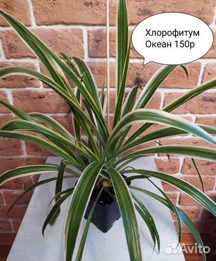 Комнатные цветы/Чайный гриб