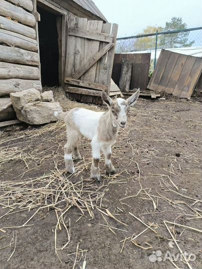 Продам козлов