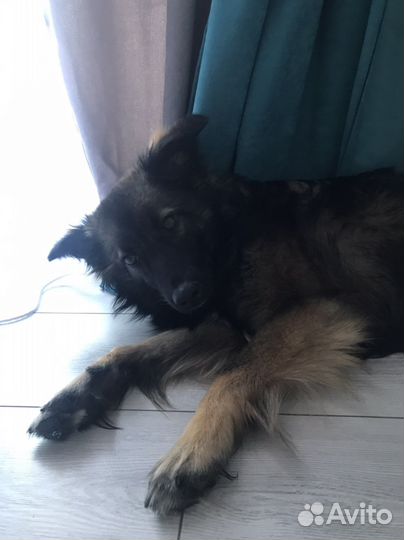 Собака в добрые руки