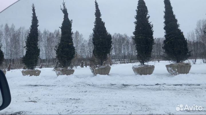 Саженцы, сосны, саженцы ели, сосны