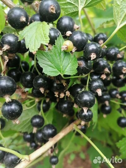 Черная смородина ягода