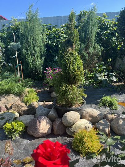 Туя смарагд -спираль