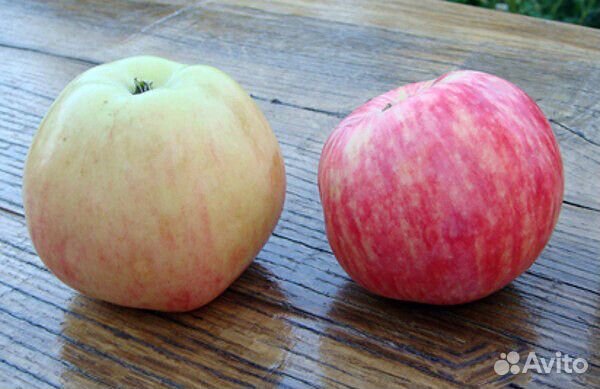 Яблоня грушовка московская саженец 2-х летка