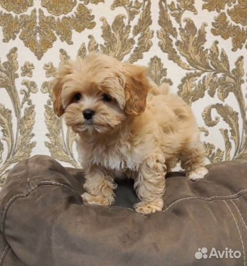 Мальтипу мини щенки ф1