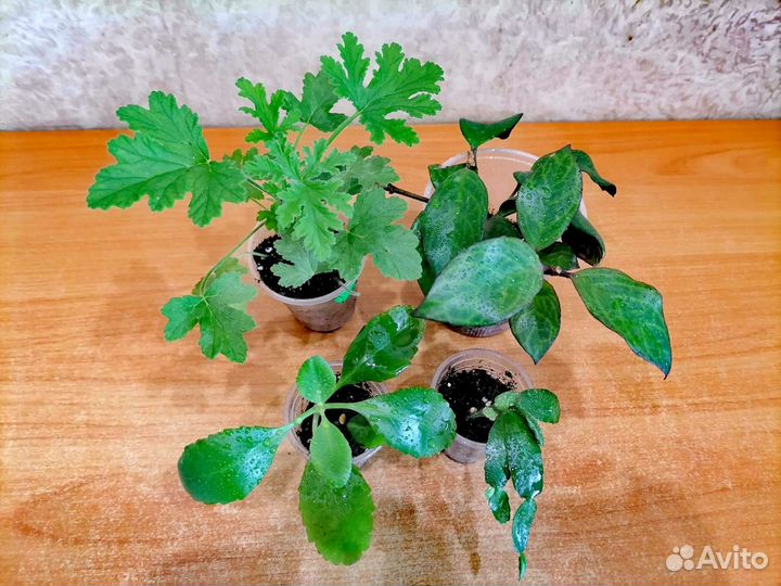 Комнатные растения наборами