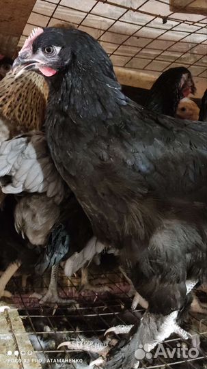 Куры молодки Доминант