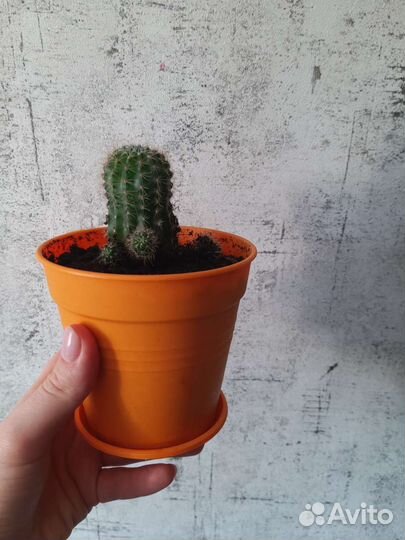 Кактус цветущий. Эхинопсис