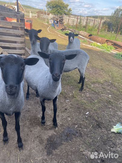 Баранина халяль