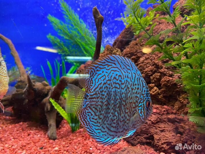 Дискусы в наличии и под заказ