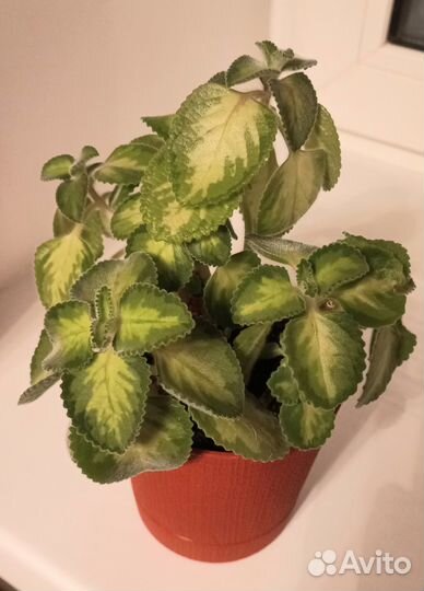 Комнатные растения