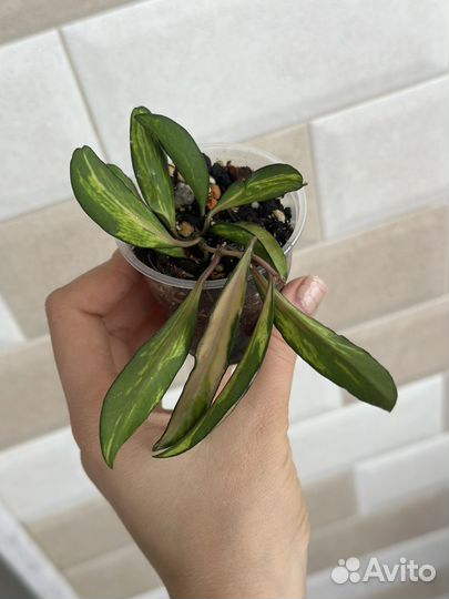 Хойя Вайетти